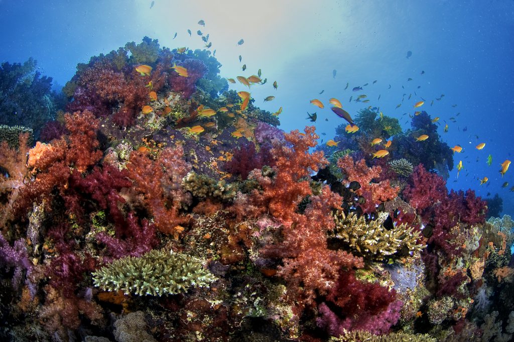 Soft Corals | Paradise in Fiji